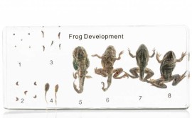 Životní cyklus žáby